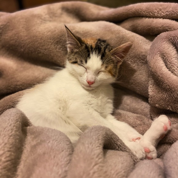 Closet Info Here! 💕 - Picture 5 of 5